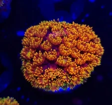 Red Rainbow Goni * Short Goniopora * Live Coral Frag * AJs Aquariums
