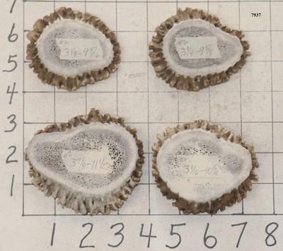 4 Elk Antler Burrs Rosettes Belt Buckles Crafts Bolos