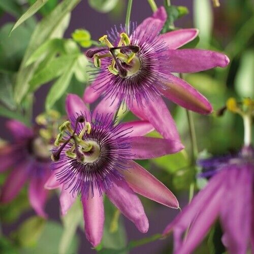 Passiflora 'Amethyst' 70-100 cm passionflower climbing plant hardy down to -8°C - Picture 1 of 2