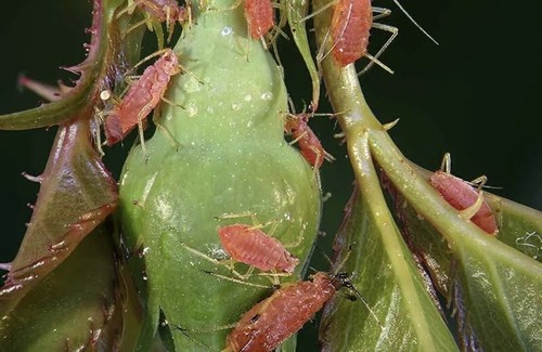 Contidor Mealy Bugs Gall Wasp Aphids Psylids Systemic Treatment Tabletsx8 - Picture 7 of 7