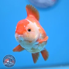 Live Fancy Goldfish Large Red White YuanBao Oranda 4.2 inch Body (251031_OR18)