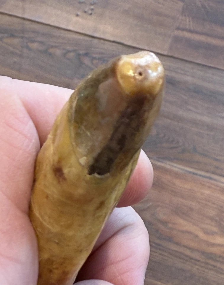 Cave bear tooth fossil, Ursus Spelaeus, Europe, Rare and getting much rarer - Image 4 of 4