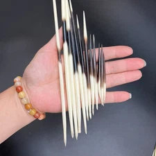 3pc Porcupine Quills (8 - 9 Inch)