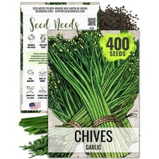 Garlic Chives Herb Seeds For Planting Allium tuberosum 