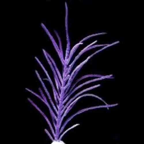 CAC Live Soft Coral Sea Plum 2"