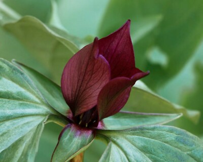 10 Prairie Trillium Bulbs, Trillium recurbatum