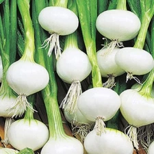 Barletta Onion Seeds | NON-GMO Onion Seeds  | Fresh Heirloom Vegetable Seeds