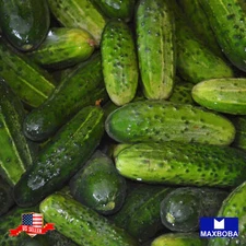 Cucumber Seeds Carolina F1 Vegetable Non-GMO