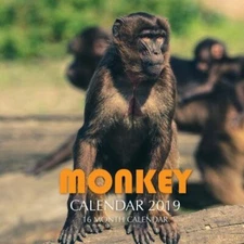 Monkey Calendar 2019: 16 Month Calendar