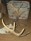  Kansas Whitetail WILD Deer Antlers Skull European Mount Cabin Mancave — photo 2