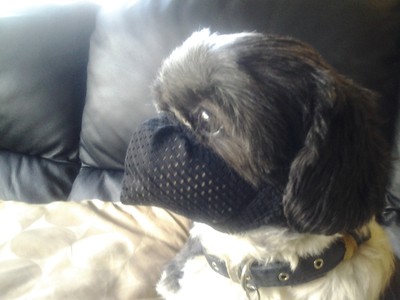 shih tzu muzzle