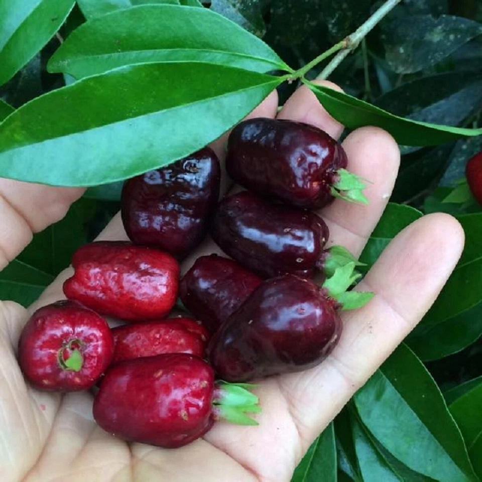 Cherry of the ~RIO GRANDE~ Eugenia aggregata Live FRUIT TREE sm Potd Plant - Image 4 of 4