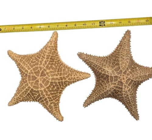 2 Large 10" Starfish Seashell Genuine Dried Marine Life Sea Ocean Star Fish - Afbeelding 1 van 5