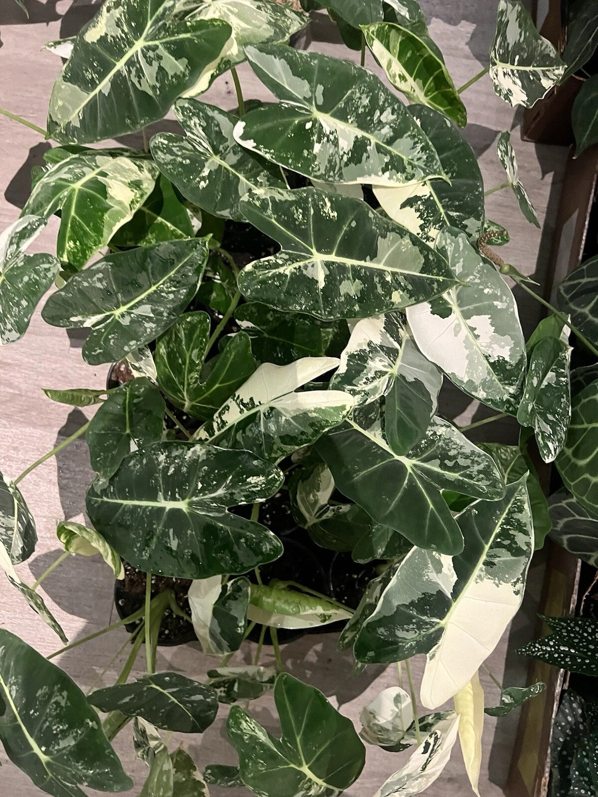 alocasia frydek variegated