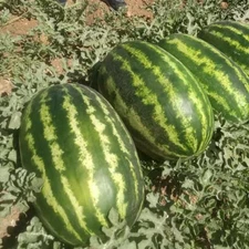 12+ CRIMSON SWEET WATERMELON SEEDS  - RED ---- NON GMO -- HEIRLOOM -- ORGANIC