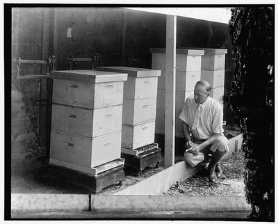Photo:E.L. Sechrist Bee Culture Laboratory USDA Bees Weight Test 1930