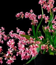 Oncidium Twinkle 'Pink Fantasy' Blooming Size In Spike Oncidium Fragrant