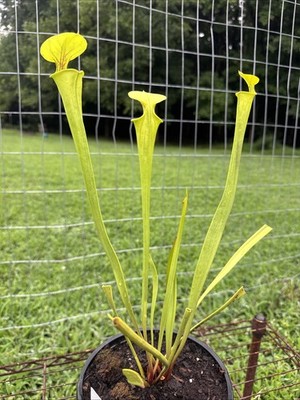 SARRACENIA FLAVA FLAVA  GREENSWAMP, BRUNSWICK CO, NC . GALLON SIZE.