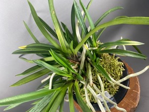japaneseorchids | eBay Stores