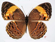 CUPHA MAEONIDES BUTUNGENSIS - unmounted butterfly