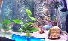 75 Gallon Aquarium Bundle 48x18x20 with Steel Stand, Fluval FX2, Hygger LED