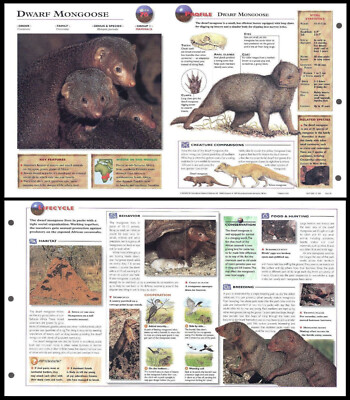 Fold-Out Sheet Dwarf Mongoose 76