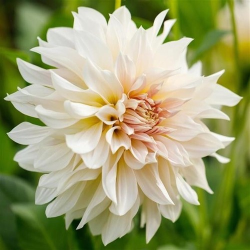 Dahlia 'Cafe au Lait' dinnerplate Flower 1 Tuber clump - Picture 2 of 2