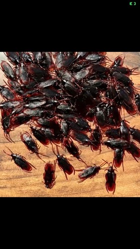 NEW 50 Pcs Rubber Fake Creepy Cockroaches Halloween Prop Bugs Roaches ...
