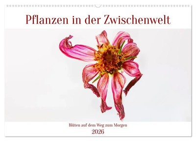 Clemens Stenner | Pflanzen in der Zwischenwelt (Wandkalender 2026 DIN A2...