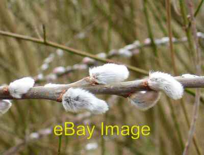 Foto 6x4 Pussy Willow am Ufer des Großen Stour. Diese Blumen sind um 2007