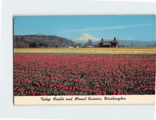 Postcard Tulip Fields and Mount Rainier Washington USA