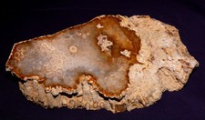 Versteinerte Koralle, Indonesien 1283,5g,198x118x57mm Fossil