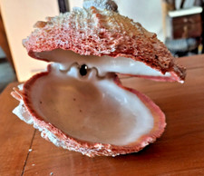 Conchiglia Seashell Spondylus americanus COLORFUL GREAT SIZE GRANDE VINTAGE ORIG