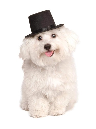 Top Hat for Your Pet, Small/Medium for Themed Parties and Halloween