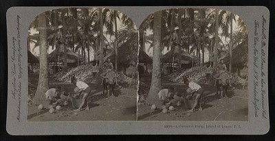 Photo:A cocoanut farm, Island of Luzon, P.I. 1906