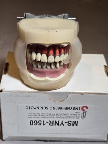 Columbia Dentoform MS-YNR-1560 Articulated Typodont Dental Laboratory Model