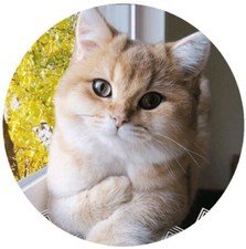 ADORABLE CUTE PAWS CAT Pendant DIAMOND Cut 925 Sterling Silver 20" Necklace Gift