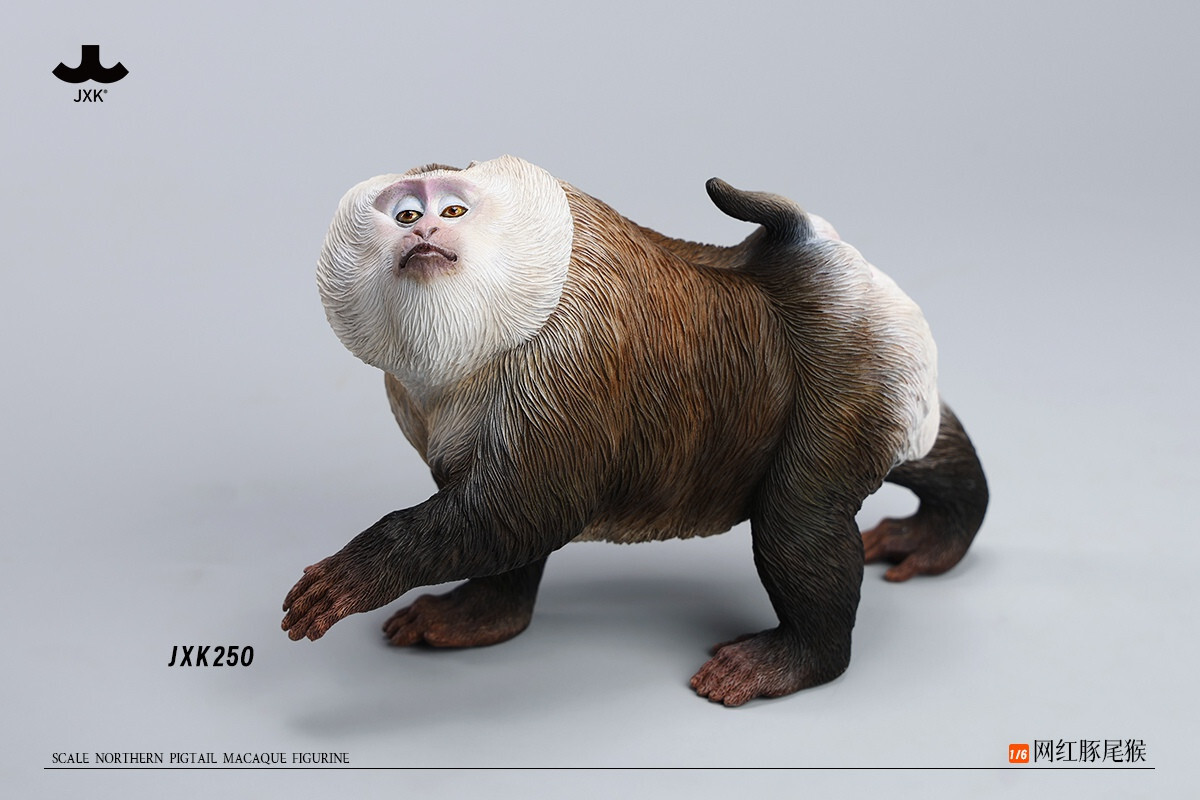 JXK JXK250 1/6 Northern Pigtail Macaque Figurine Animal