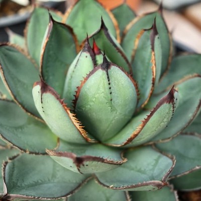 Agave victoria-reginae x guadalajarana HYBRID Rare Starter Plants NEW for 2026!