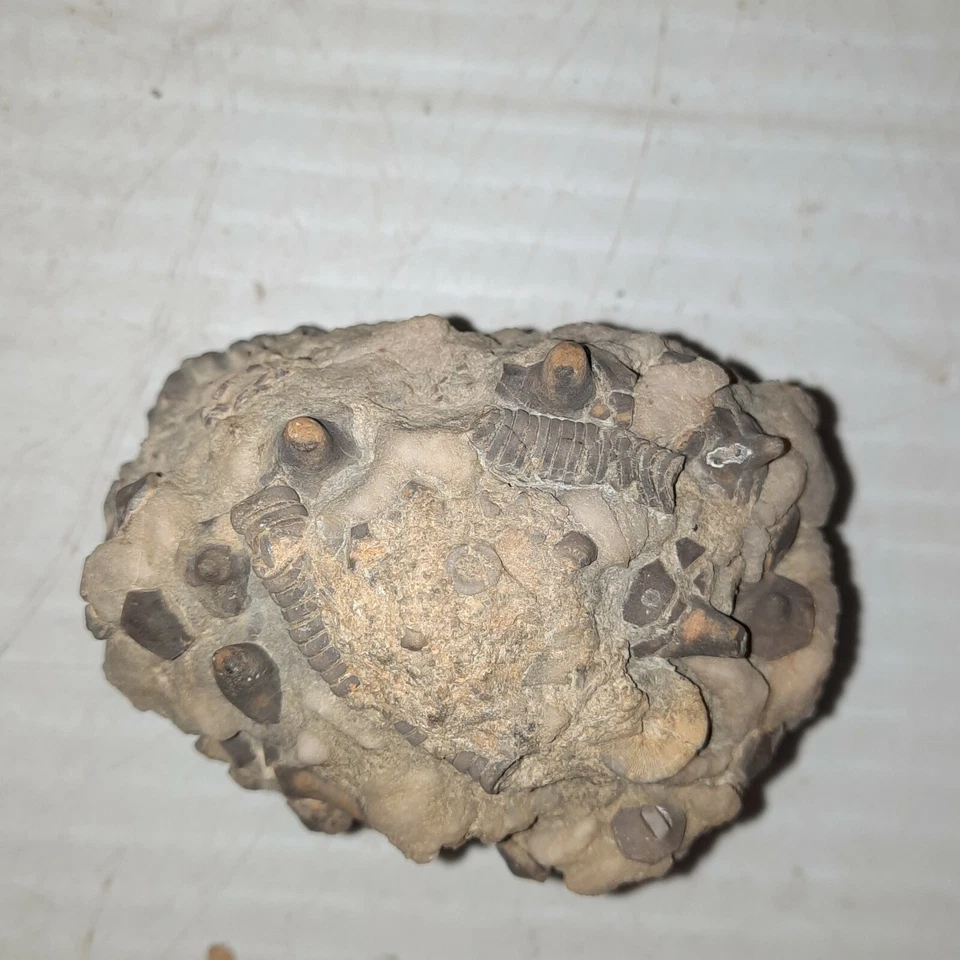 Gilbertsocrinus Tuberosus Fossil Lake Monroe, Indiana - Image 3 of 4