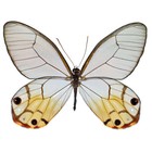 Haetera piera One Real Butterfly Yellow Clear Wing Unmounted Wings Closed Peru