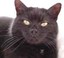 murphykater