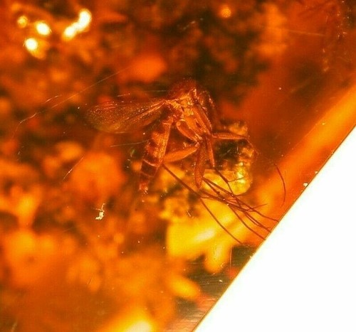 Ultra RARE Adult Hard Tick on Coprolites in Authentic Dominican Amber Fossil Gem - Picture 6 of 12