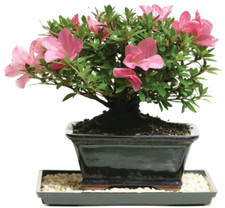 Brussel's Bonsai Satsuki Azalea Bonsai Tree 5-Years Old - 5 to 8 in.