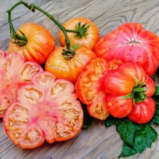 50+ OLD GERMAN HEIRLOOM TOMATO SEEDS - FRESH FOR YOUR VEGETABLE GARDENS