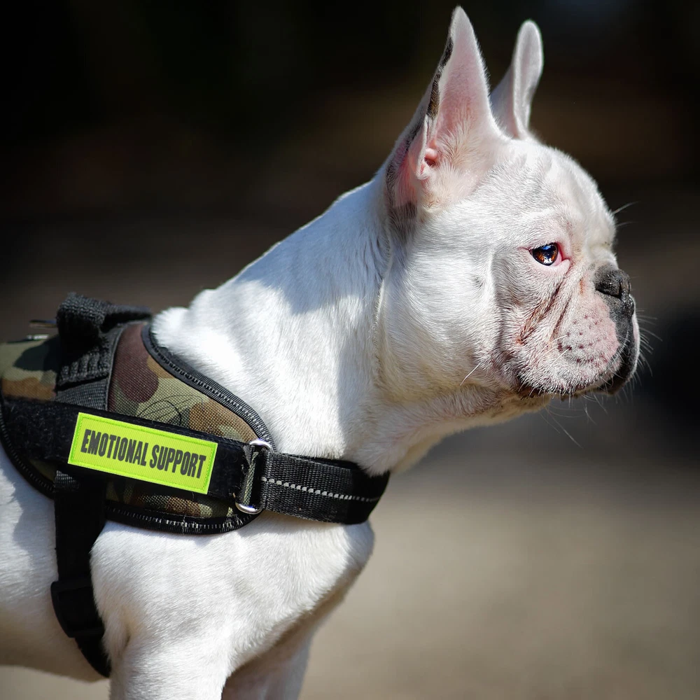 Dog Harness Patch Hook & Loop Canine K9 Vest Warning Badge Tactical Pet Labels