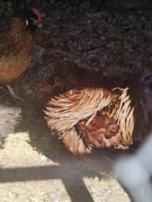 Unique  Colors in Silkies & Showgirls FRIZZELLS : HIGH CHANCE,  Hatching  Eggs!