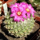 Strombocactus esperanzae, seeds 100 pcs