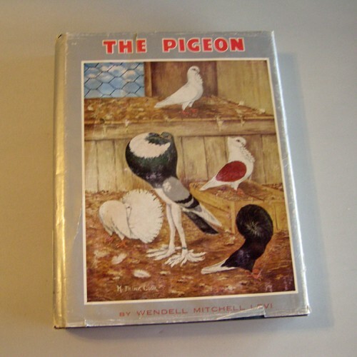 The Pigeon - Picture 1 of 1
