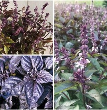 Basil Variety: Amethyst, Dark Opal, Aromatto 50 seeds for each variety x3